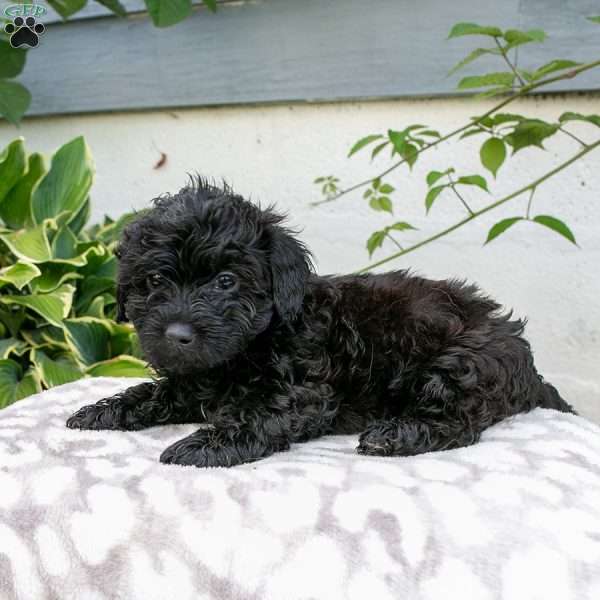 Rose, Shih-Poo Puppy